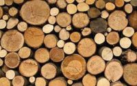 Phân biệt các loại gỗ