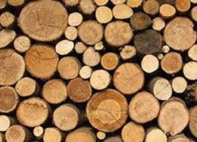 Phân biệt các loại gỗ