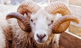 Mơ thấy con cừu số mấy điềm báo gì?